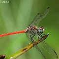 Lathrecista asiatica festa (Australasian Slimwing) male in Cairns Botanic Garden アジアアカトンボ<br />Canon EOS 7D + EF70-200 F4.0L + EF1.4xII